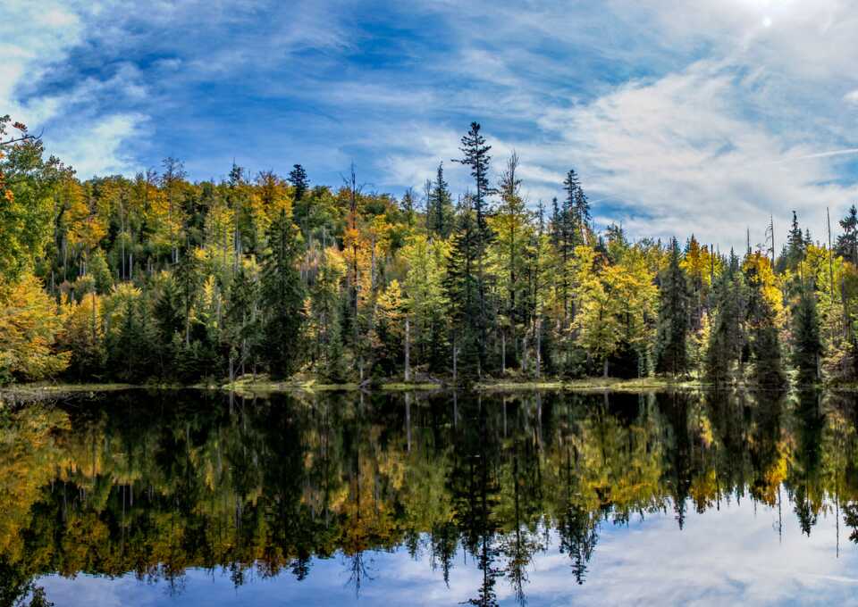 Bayerischer Wald