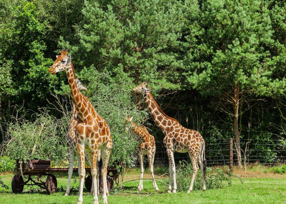 Serengeti Park Gutschein 2 Für 1 Erwachsene Serengeti-Park Gutschein: Reisegutschein für 2 Personen