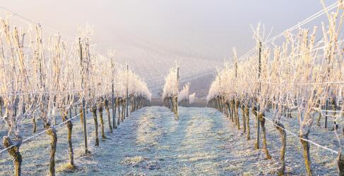 Moselstern Parkhotel Krähennest-1