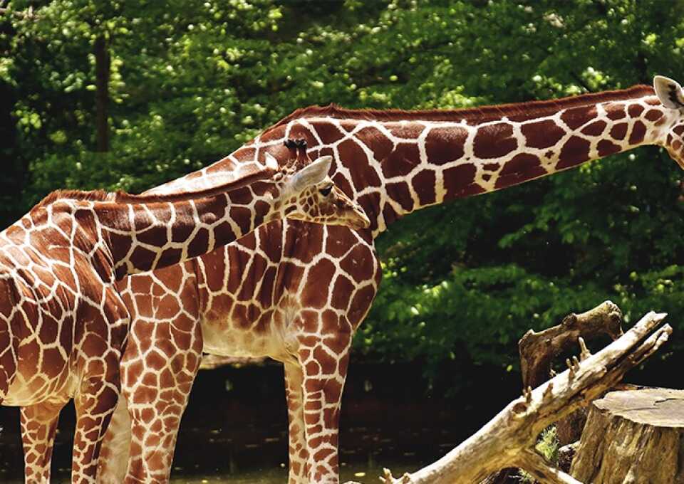 zoo urlaub