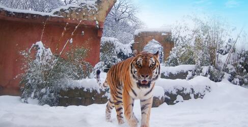 erlebnis-zoo-hannover-11