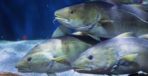 ozeaneum-14