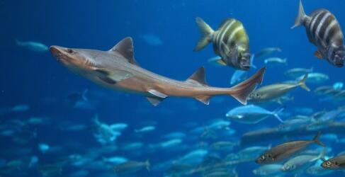 ozeaneum-15