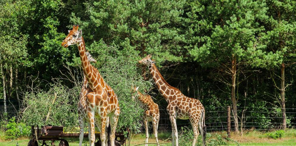 Serengeti Park Hodenhagen Kostet Bootfahren Extra www.travelcircus.at